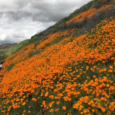 Color of the Month: California Poppy